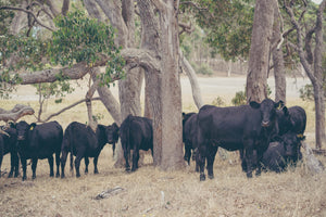 Our Beerfarm herd of black angus cattle