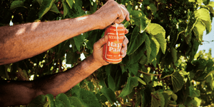 Beerfarm Hazy Pale Ale: The Juicy Middle-Man Core Range Favourite - Beerfarm