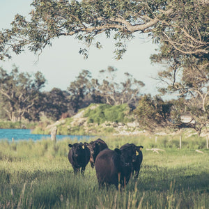 Cows in the fields of Beerfarm