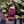Beerfarm Special FX Red IPA - Beerfarm